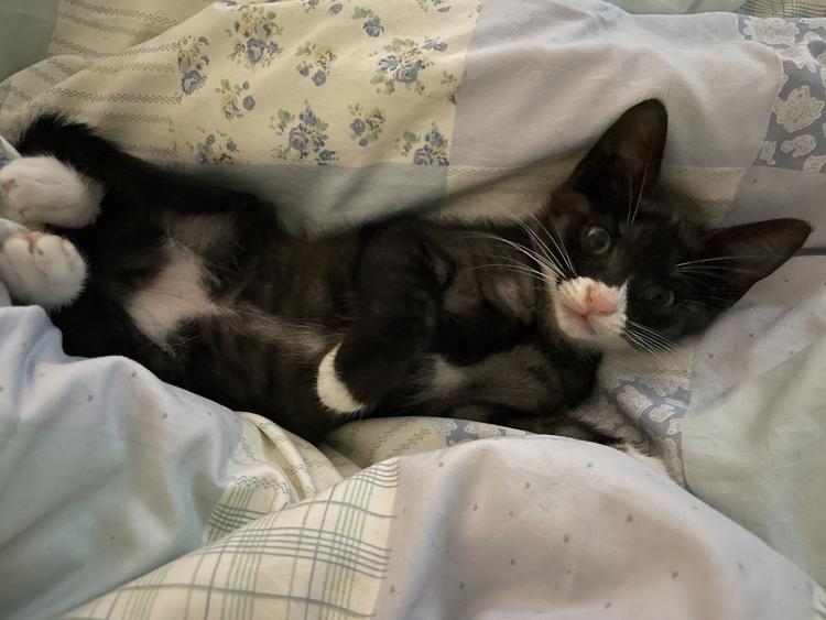 呲呲偷偷的罐罐来源