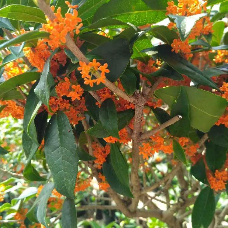 沂水桂花盆景园