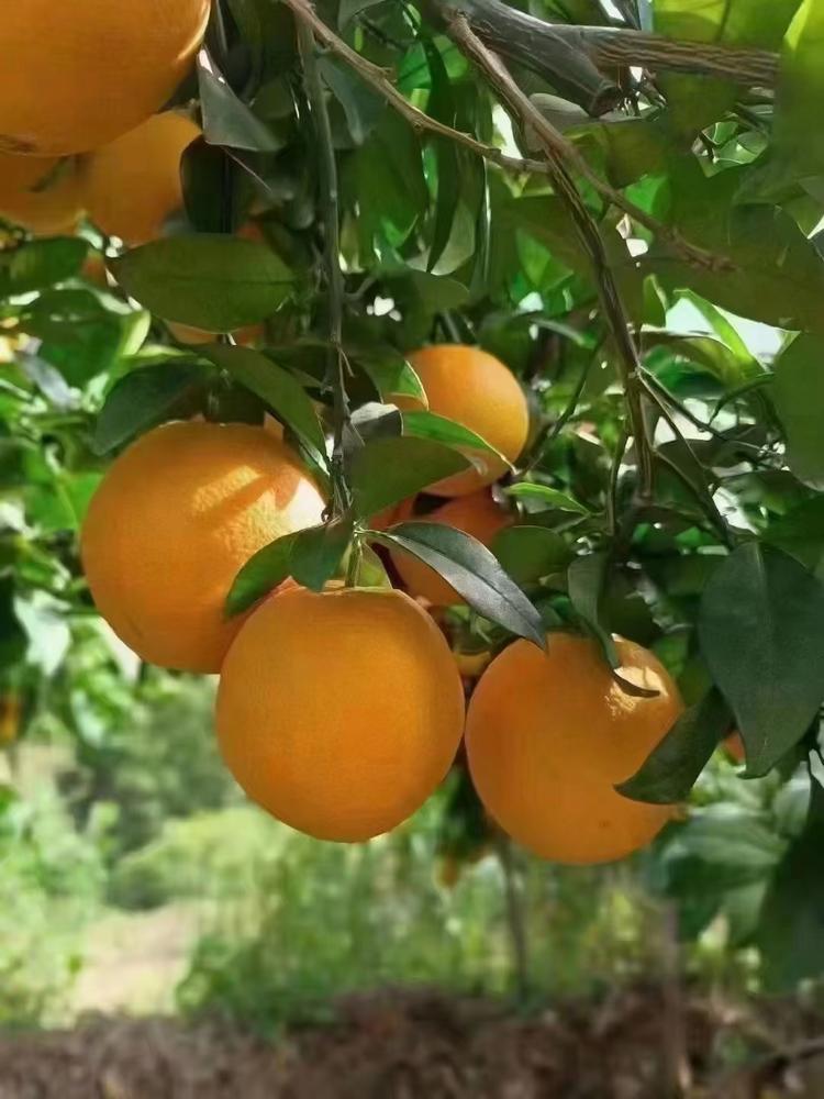 寻乌县秋香水果店