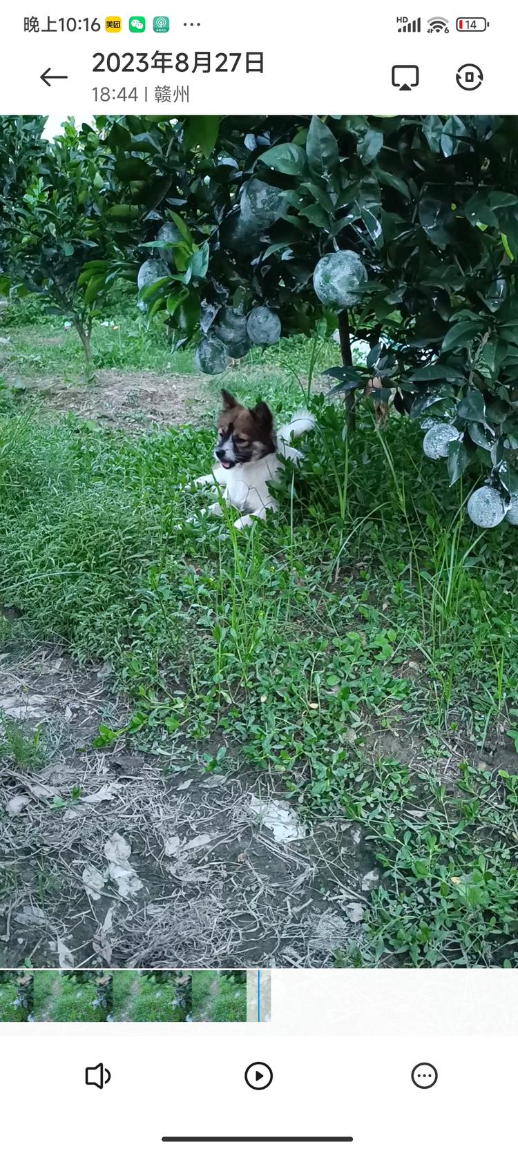 小胡土特产