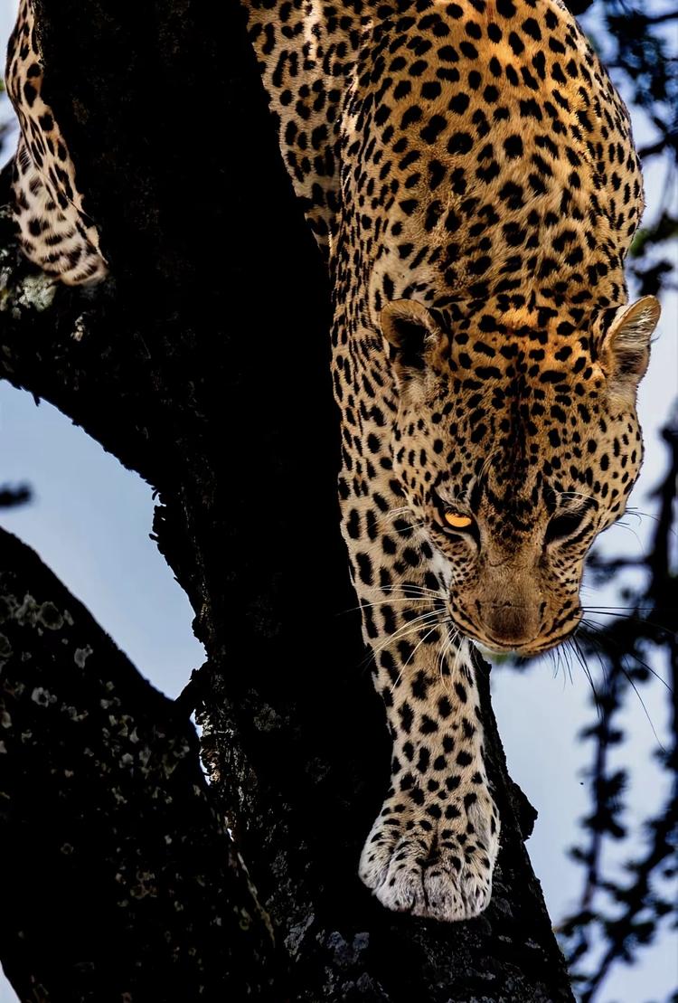LeopardLady