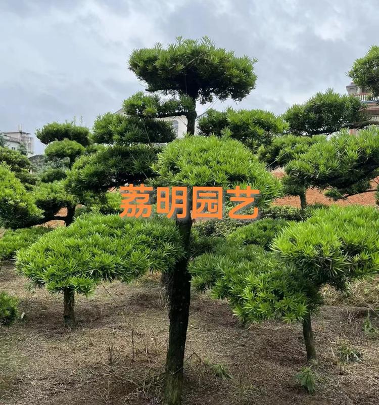 荔浦市荔明苗木经营部