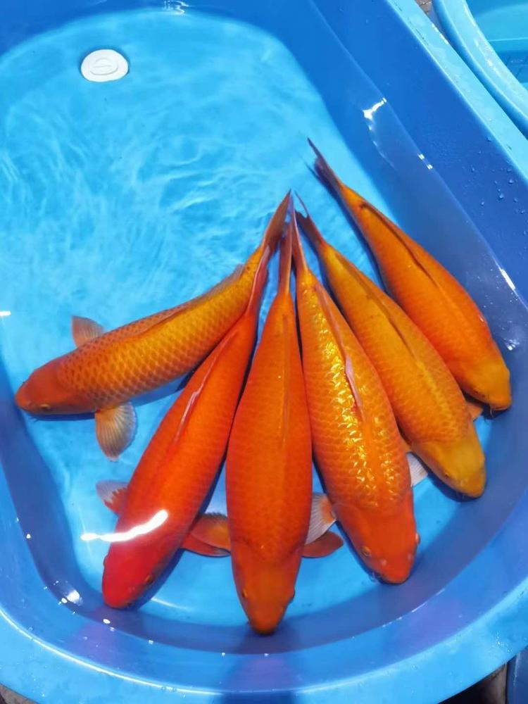 龙腾水族体验店