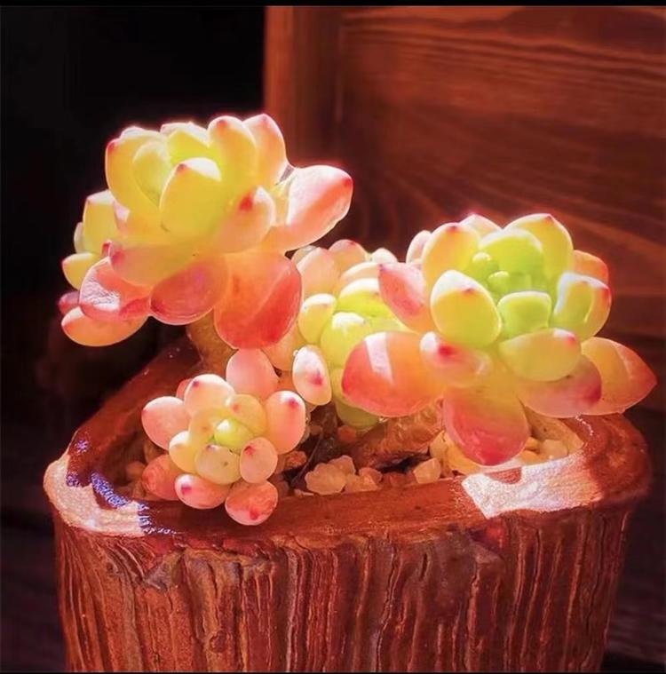 橙子多肉花坊