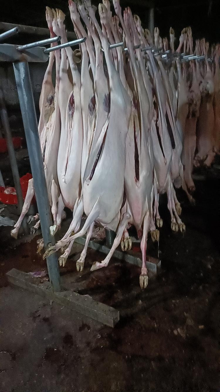 伊辰羊肉羊杂批发