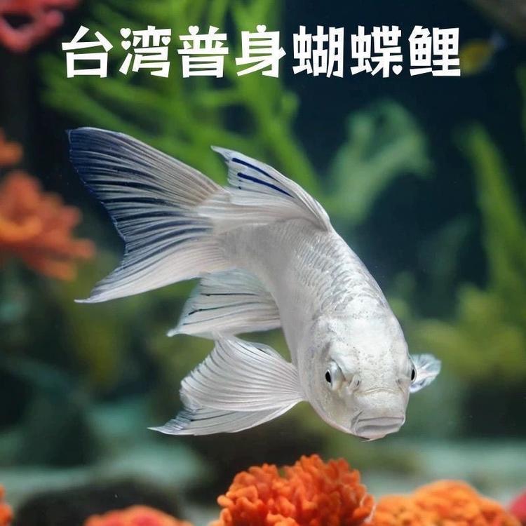 梨花家的锦鲤店