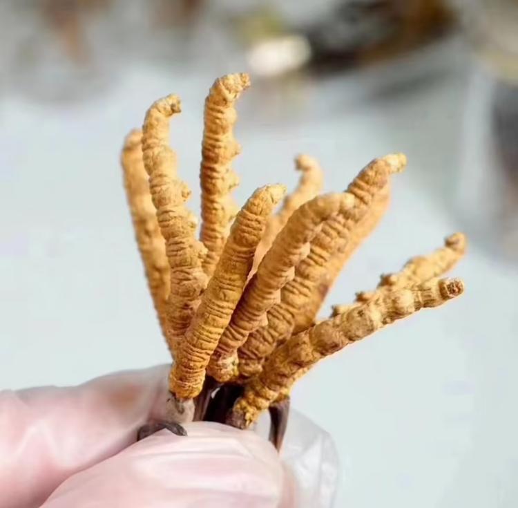 中鹊林源圣草滋补专卖店