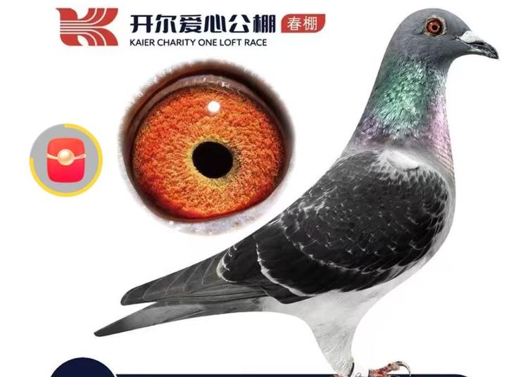 大鹏展翅鸟鸽舍