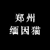 郑州缅因猫