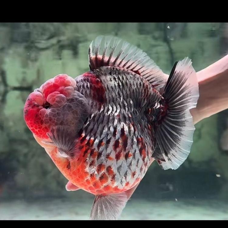 铭昕精选