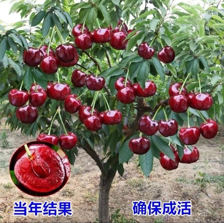 令军果树苗木专营店
