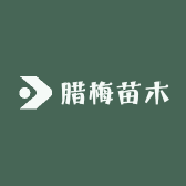 腊梅苗木