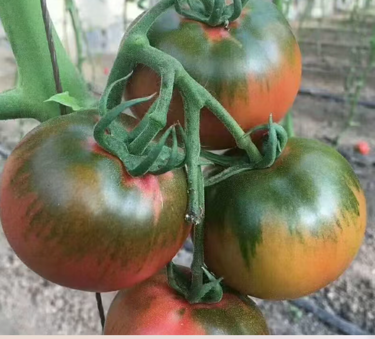 鲜源优选草莓柿子