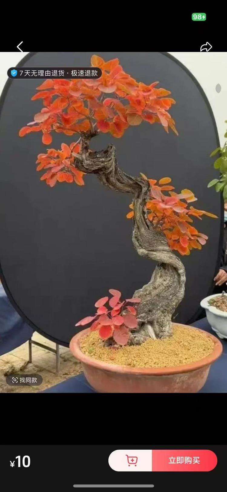 悬崖黄栌崖柏黄荆