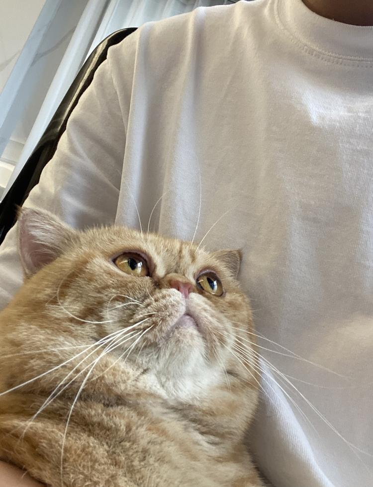 加菲夹心猪喵