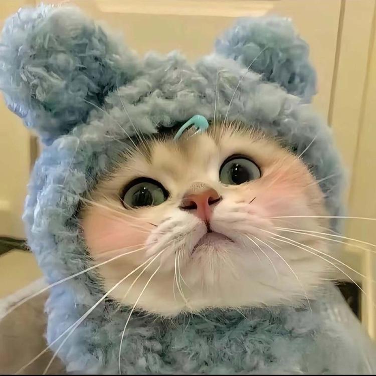 宠太萌宠物用品店