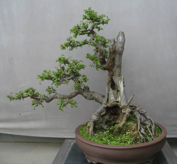 喜升绿植盆栽