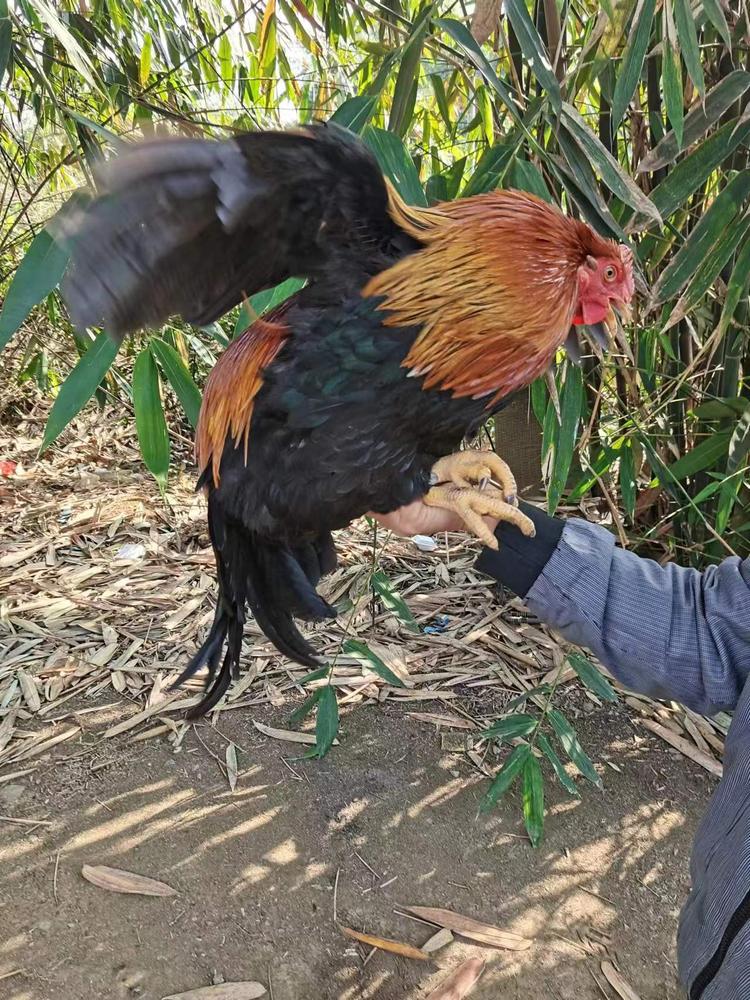 康仔散养走地鸡