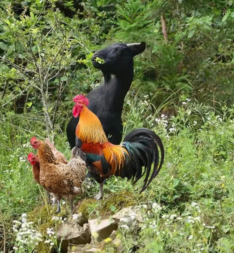 大足区郭良学鲜肉经营部