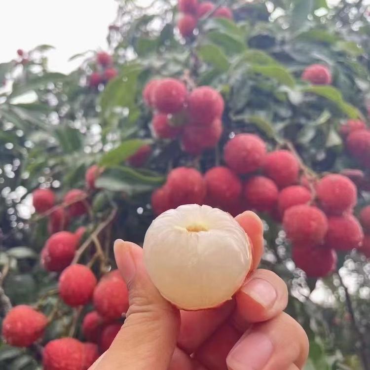 红叶臻选