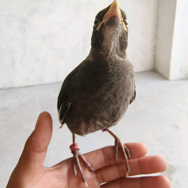 萌宠小黑八