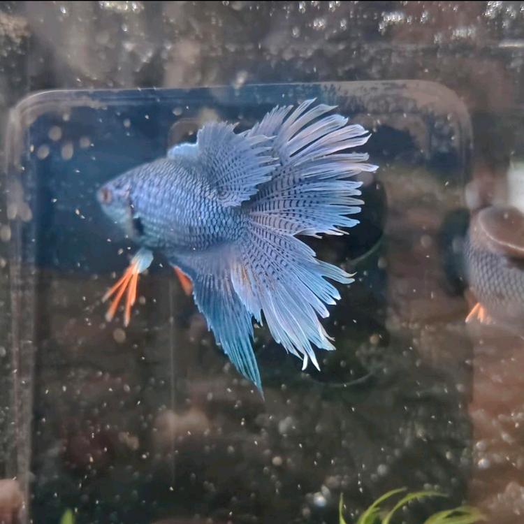 鱼游而上