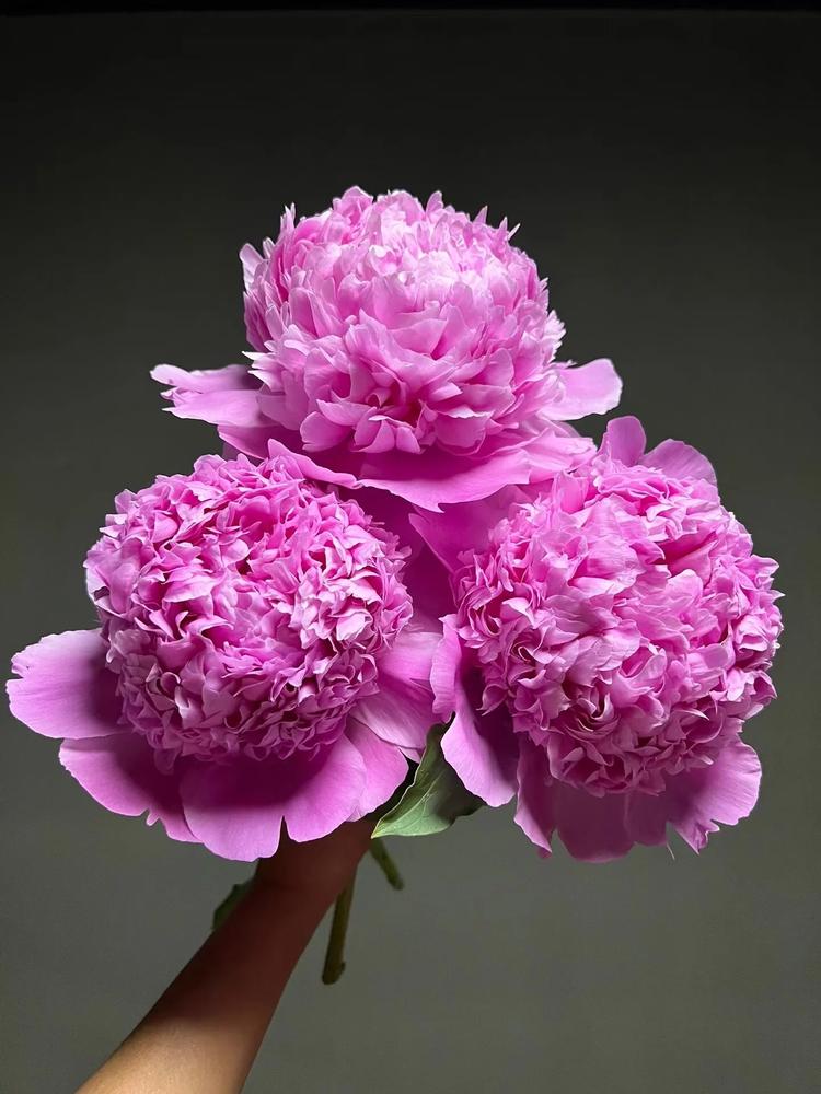 菏泽花恬园艺