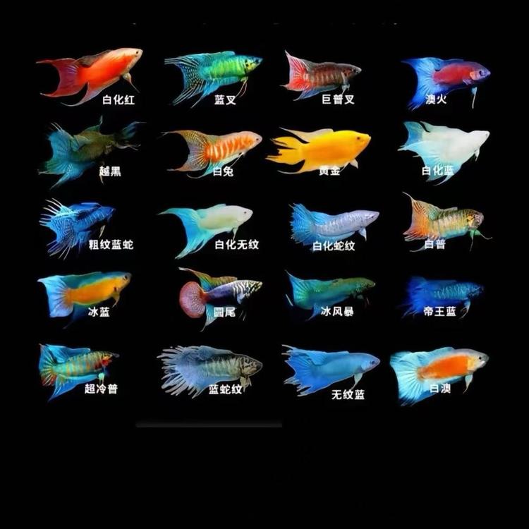 小江水族