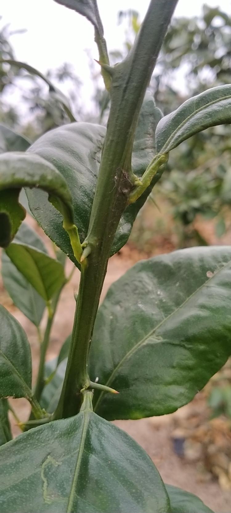 平和县国强百果缘家庭农场的小店个体店