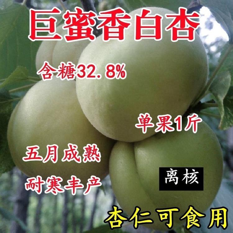 初硕果树苗木专营店
