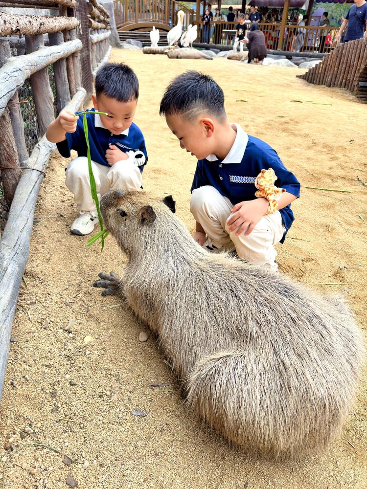 早安农场