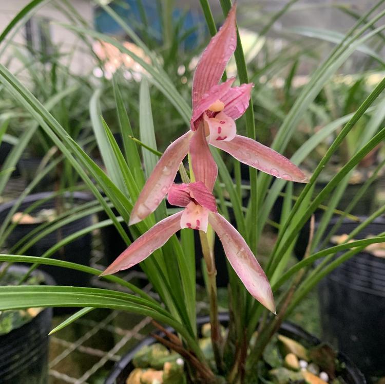 清润花卉