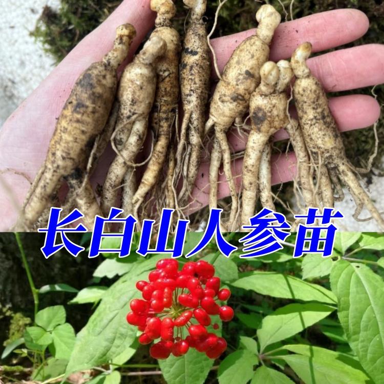 长白山人参苗