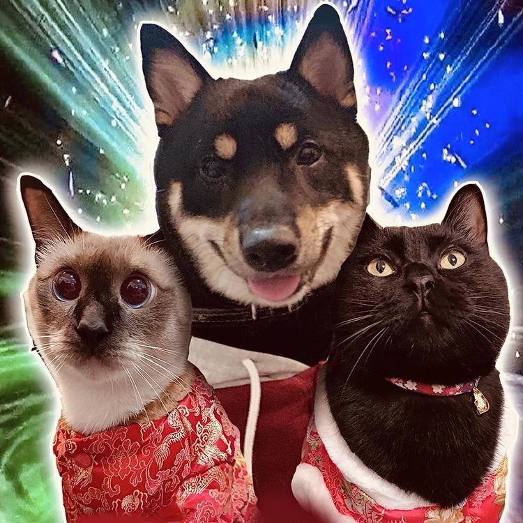 柴犬联盟的小生活