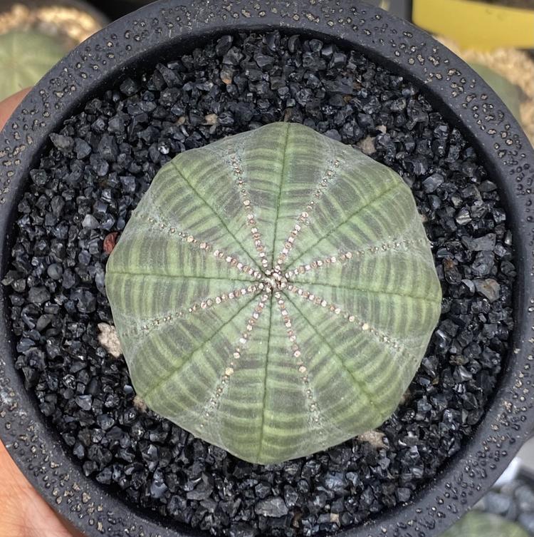 潮流植物基地