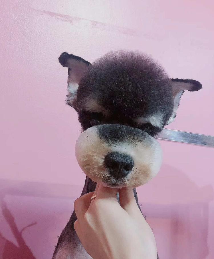 任丘市汪喵宠物用品店的小店个体店