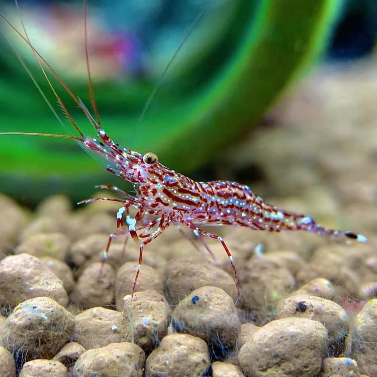 濮阳市华龙区野钓达人渔具店的小店个体店