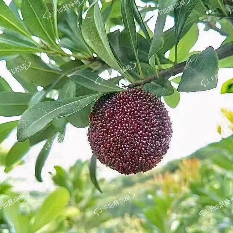 JF甄选仙居杨梅