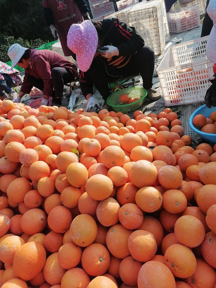 崇义县铅厂镇赖朝玲脐橙园的小店