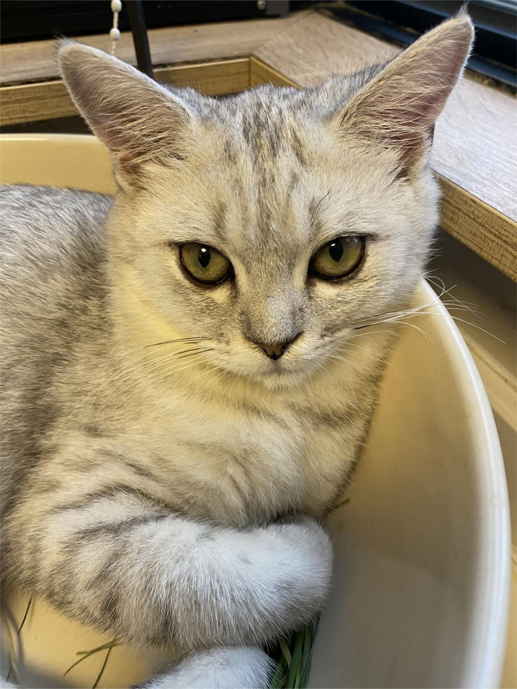 美丽猫生严选店