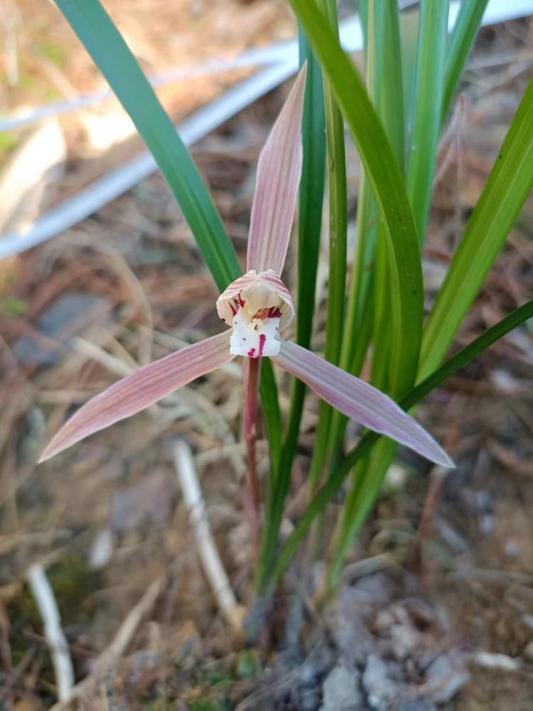 小赵花卉园艺