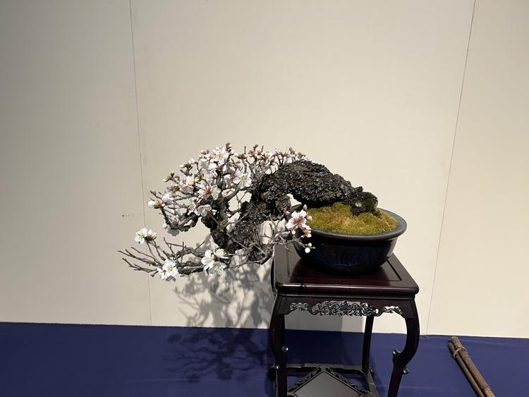 麒麟KING盆景2号店