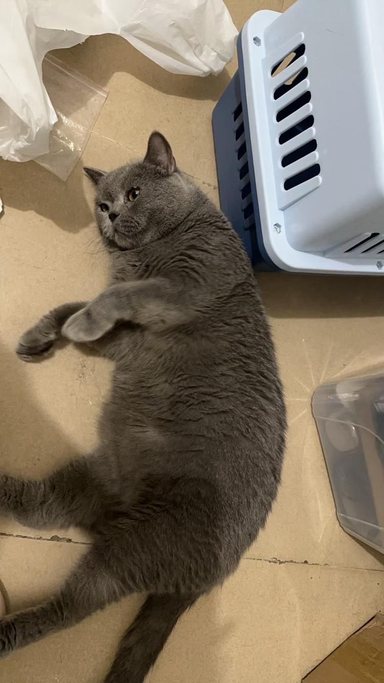 糯米的猫