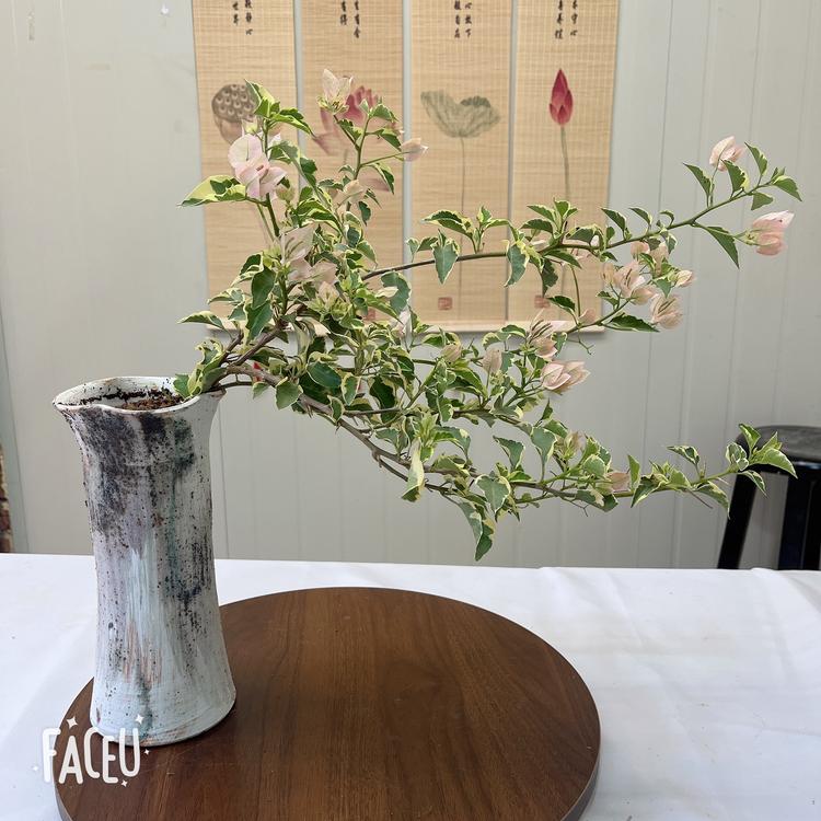 百花语小精品三角梅
