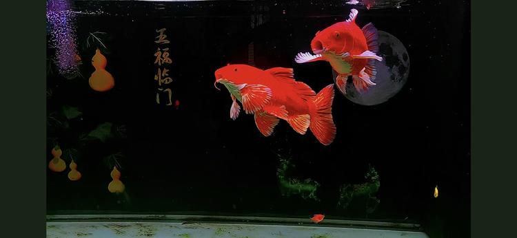 阿坤精品蝴蝶鲤