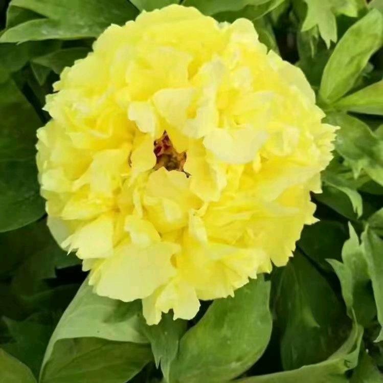 菏泽大懿牡丹