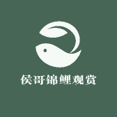 侯哥锦鲤观赏鱼