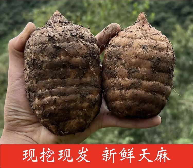 云贵高原深山天麻