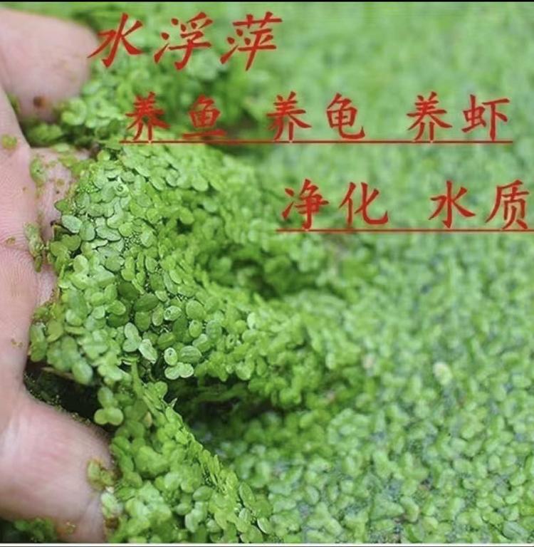 水草芝麻萍