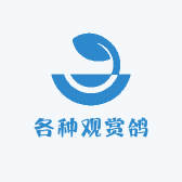 盼盼观赏鸽